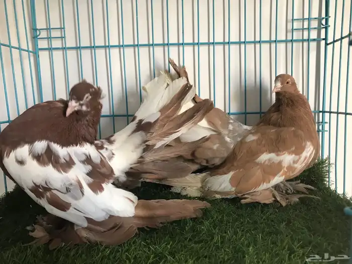 مجموعه حمام زينه 7