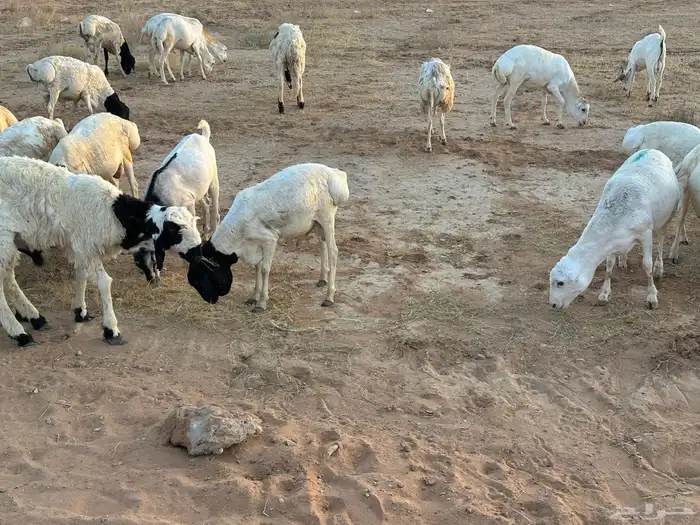 برابر ورفيديات مرابي 11