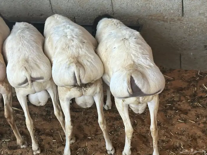 برابر ورفيديات مرابي 19