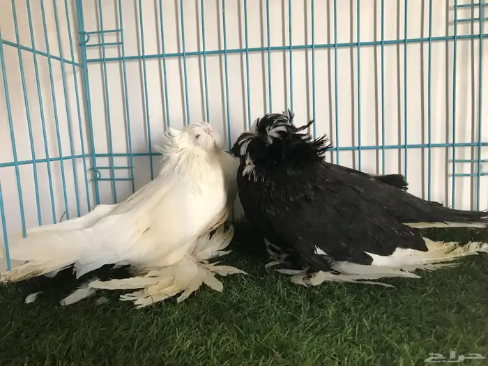 مجموعه حمام زينه 1
