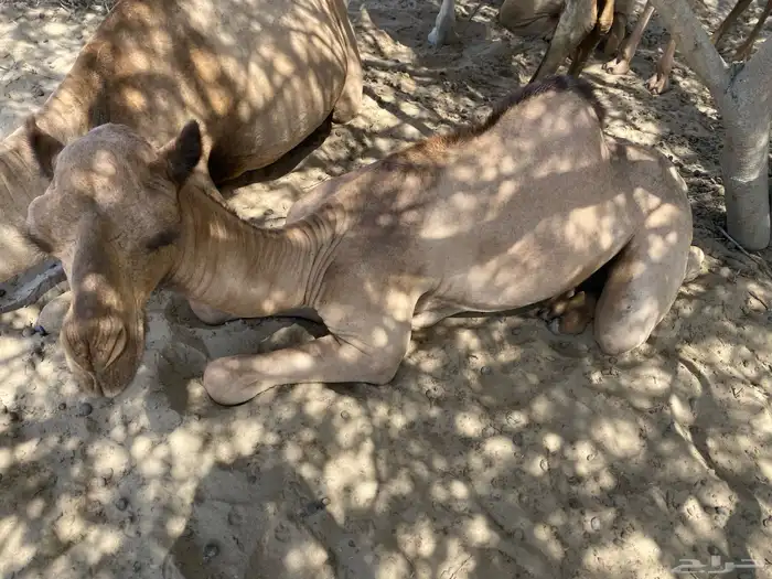 اثنين قعدان اوارك اعمارهم 8 اشهر 6