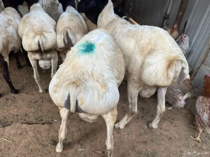 برابر ورفيديات مرابي 75