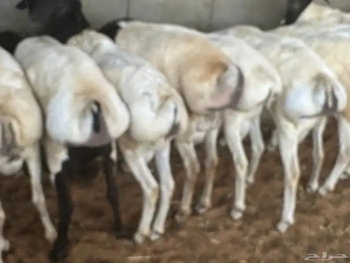 طليان رفيديات 45