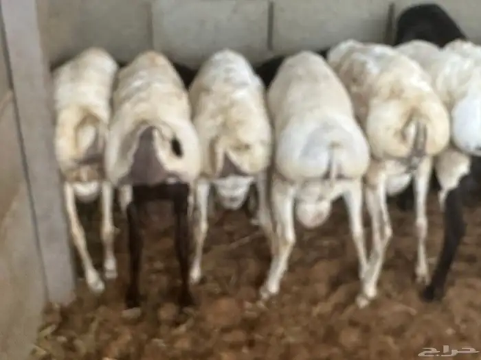 طليان رفيديات 44