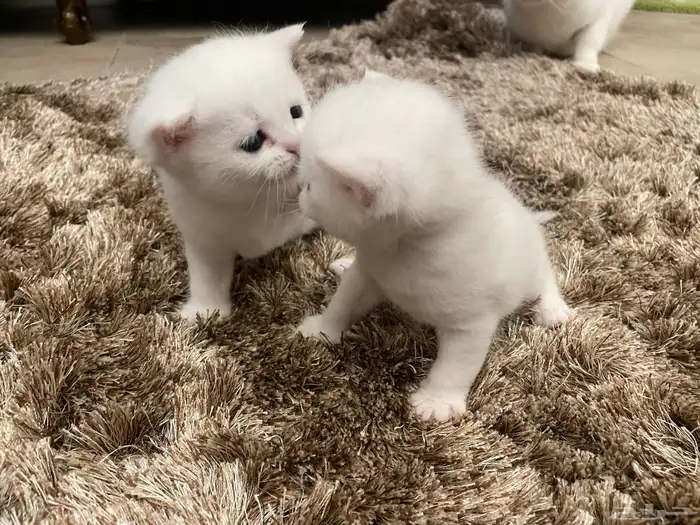 كيتن بيور بريتش 1