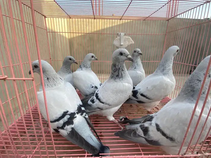 للبيع حمام ايس فاخر حجم جامبو 2