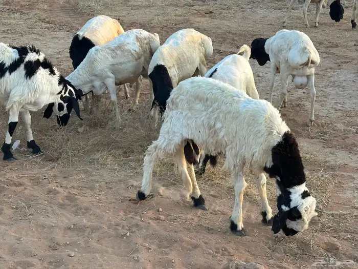برابر ورفيديات مرابي 8