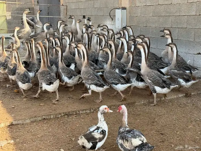 وز عراقي اصل 7