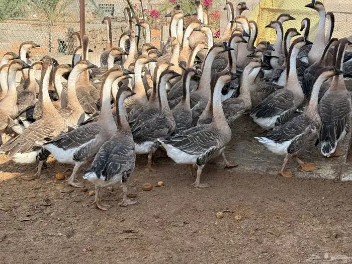 وز عراقي اصل 2