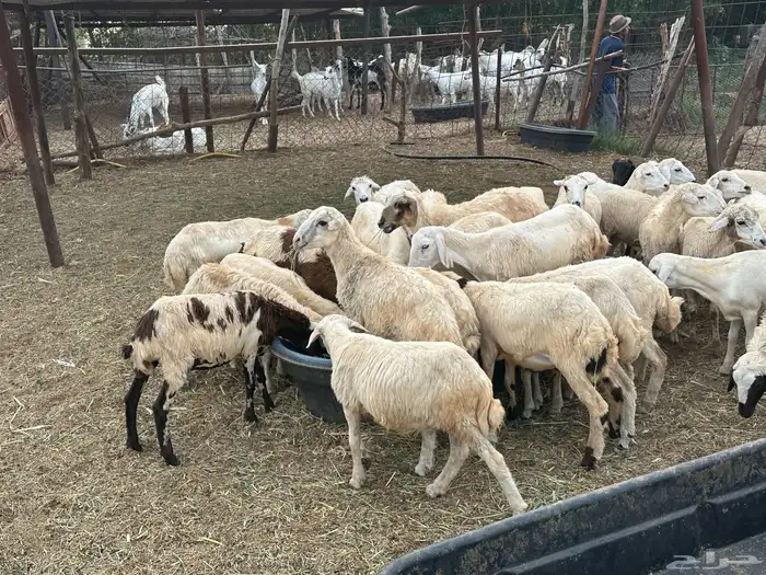 رخال رفيديات مهجنات 3