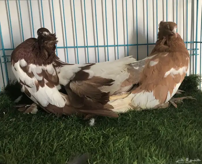 مجموعه حمام زينه 8