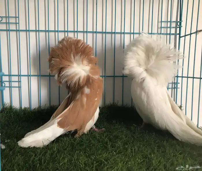 مجموعه حمام زينه 3