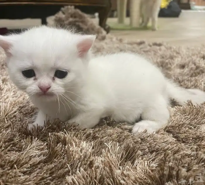 كيتن بيور بريتش 19