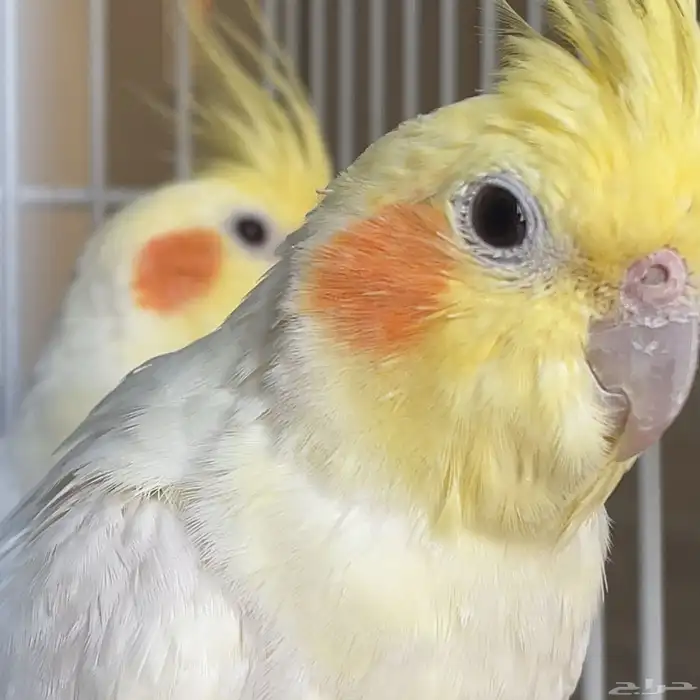 طير واحد فقط بأدواته كاملة 6