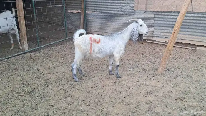 مشروكه طيبه دااافع 3 شهور فيها 2 ماشاء الله 0