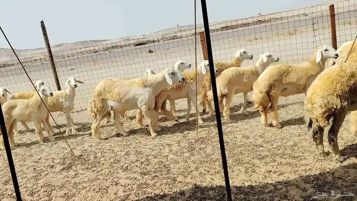 رخال حريات حرش دفيع 3