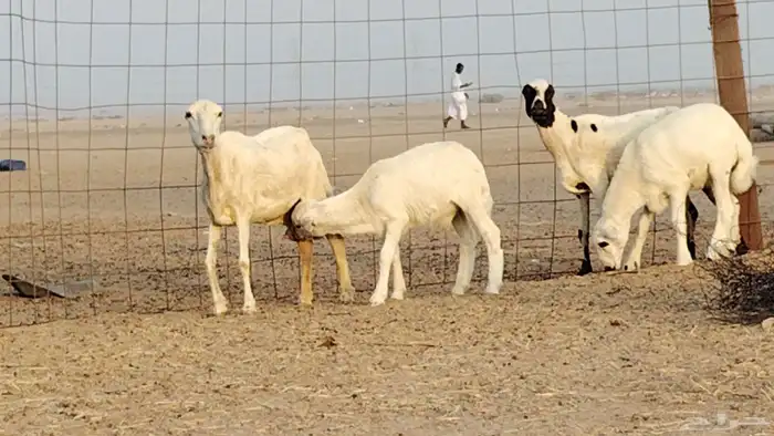 غنم خلفات رفيد العدد 2 تحتها 2 0