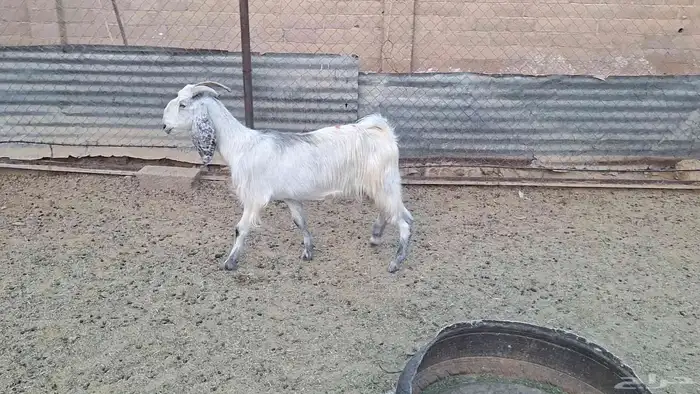مشروكه طيبه دااافع 3 شهور فيها 2 ماشاء الله 1