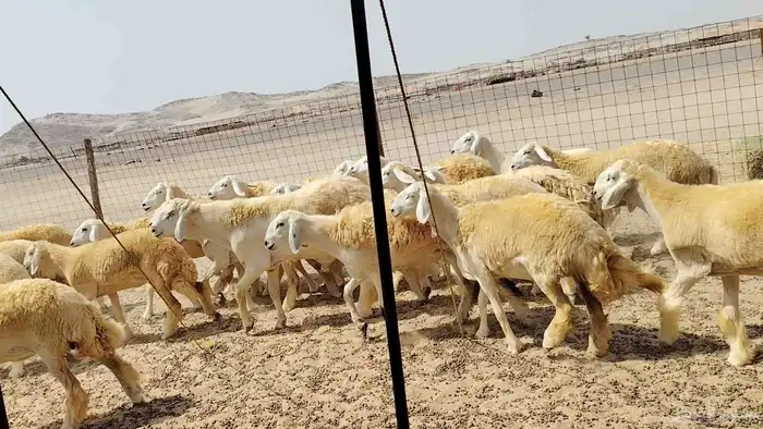 رخال حريات حرش دفيع 2