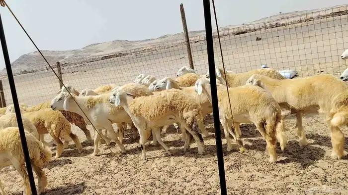 رخال حريات حرش دفيع 0