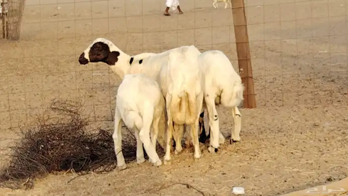 غنم خلفات رفيد العدد 2 تحتها 2 9