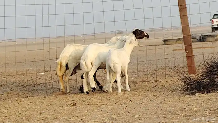 غنم خلفات رفيد العدد 2 تحتها 2 1