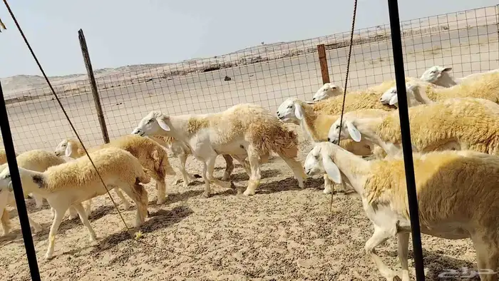 رخال حريات حرش دفيع 4