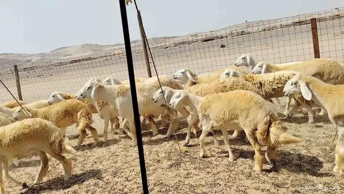 رخال حريات حرش دفيع 1