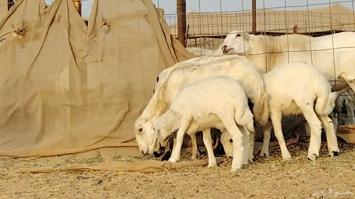 غنم خلفات رفيد العدد 2 تحتها 2 4