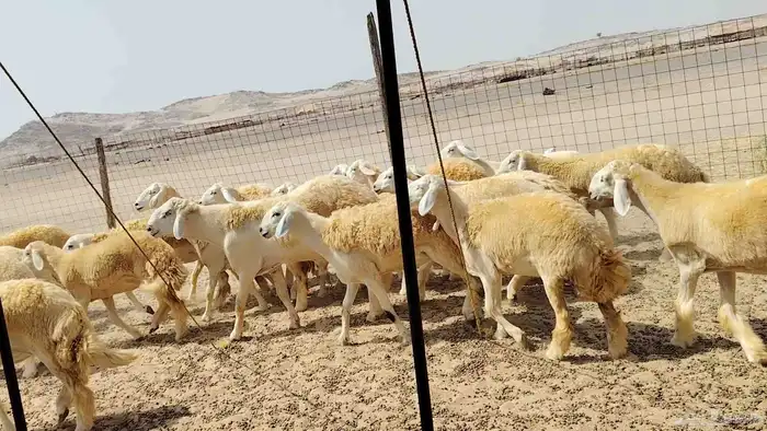 رخال حريات حرش دفيع 9