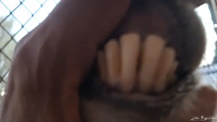 مشروكه طيبه دااافع 3 شهور فيها 2 ماشاء الله 2