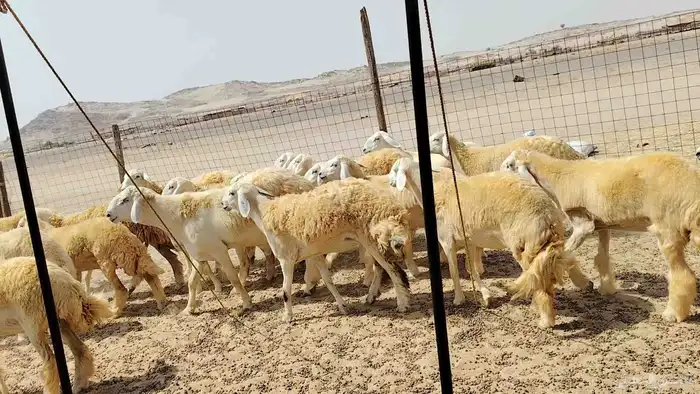 رخال حريات حرش دفيع 7