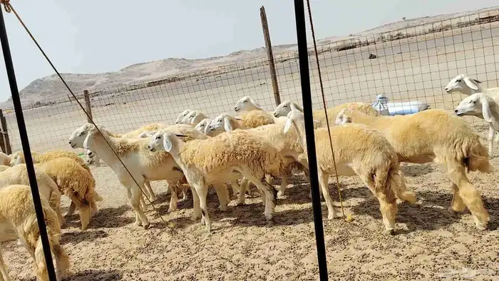 رخال حريات حرش دفيع 6