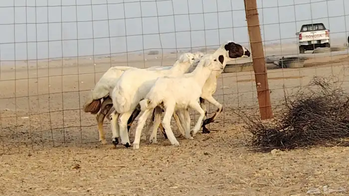 غنم خلفات رفيد العدد 2 تحتها 2 2