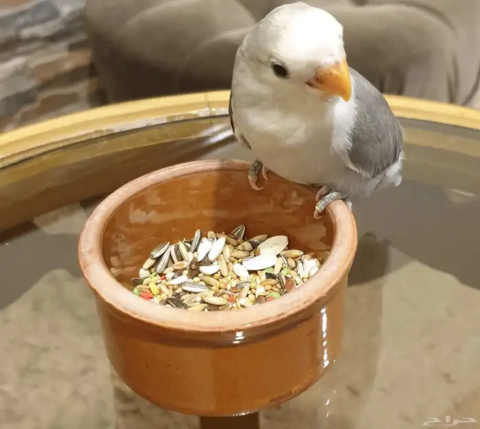 فرخ روز هدد Tame Chick محجل 5