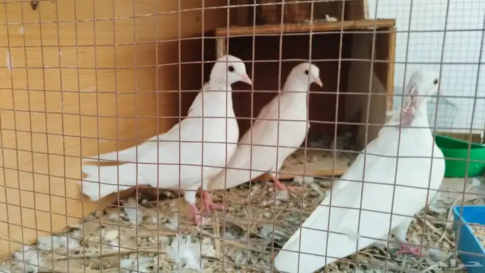 طبات حمام صنعاوي 2