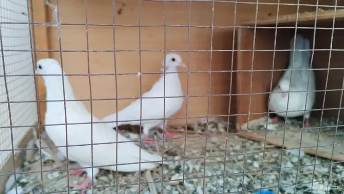 طبات حمام صنعاوي 5