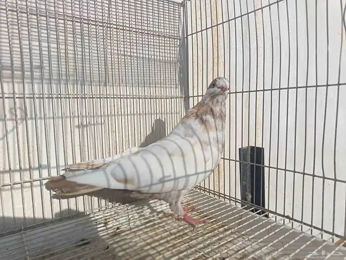 حمام كش شامي 1