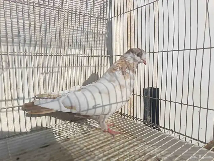 حمام كش شامي 0