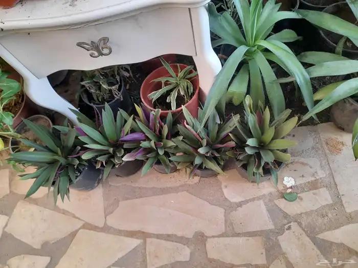 منسق حديق وتركيب جميع شبكات الري العادي والاتمتك 7