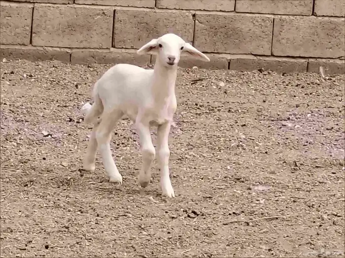 داقور حري خاروف عمره سبوع سليم من جميع العذاريب الموقع 1