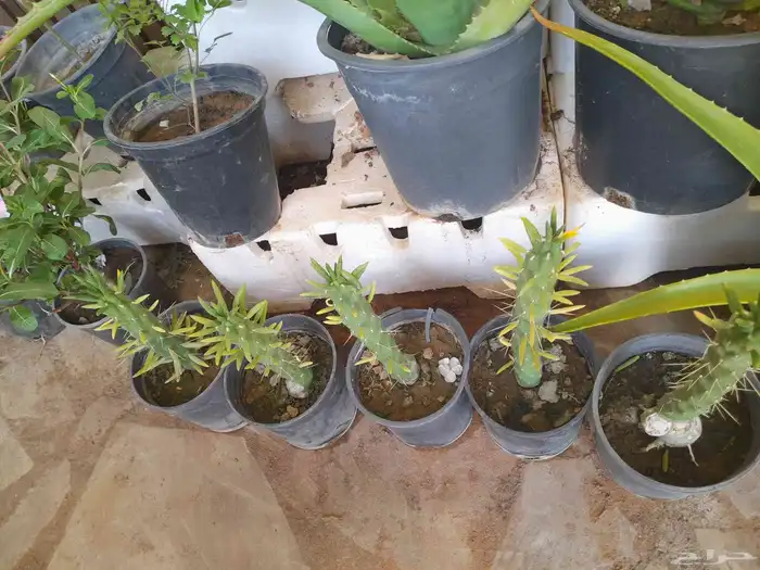 منسق حديق وتركيب جميع شبكات الري العادي والاتمتك 6