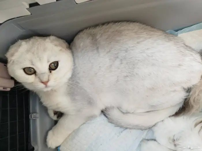 سكوتش تربل فولد مستوى عالي 1