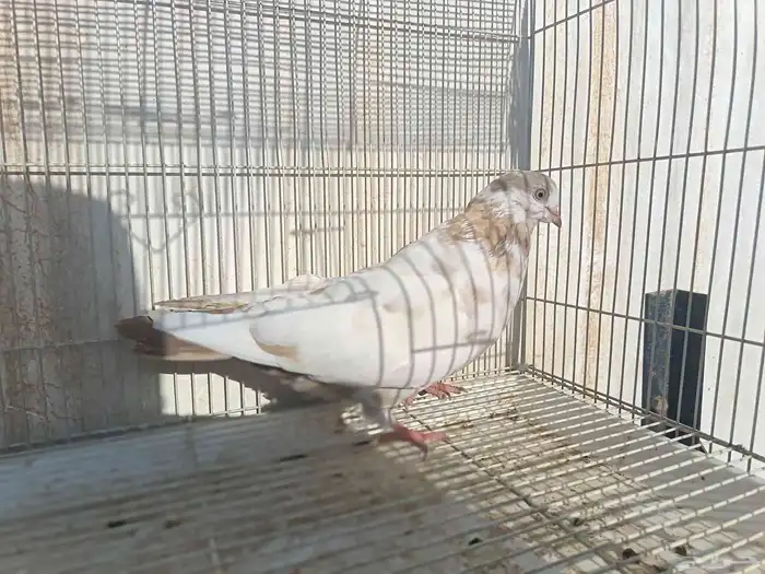 حمام كش شامي 3