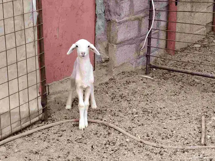 داقور حري خاروف عمره سبوع سليم من جميع العذاريب الموقع 2