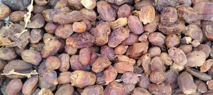 تمر علف نفيع للحلال من الموسم الحالي 0