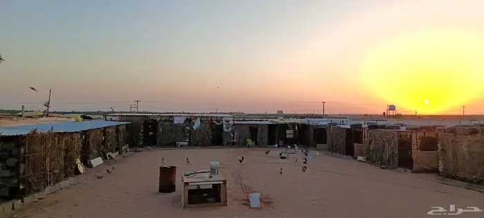 للإيجار حوش مجهز للدواجن 0