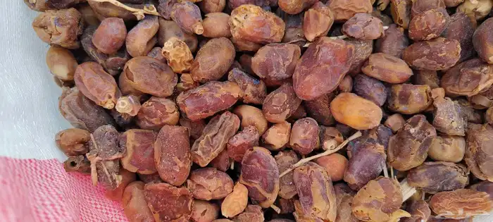 تمر علف نفيع للحلال من الموسم الحالي 1