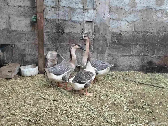 2زوج وز_الطرف. 1