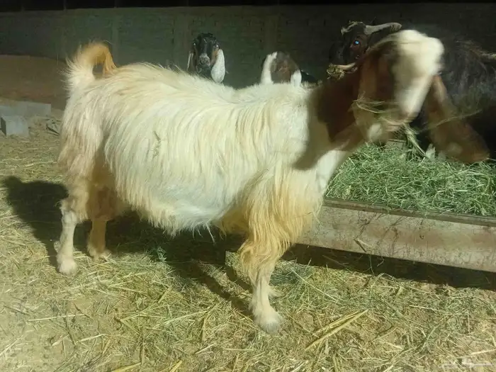 معزاء للبيع 1